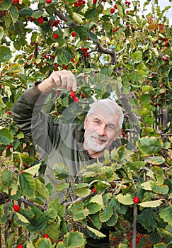 A gray-haired mature man stands under a hawthorn and enjoys a good harvest.