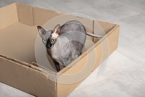 A gray hairless cat Canadian Sphynx with a black nose in a cardboard box on a concrete floor in home