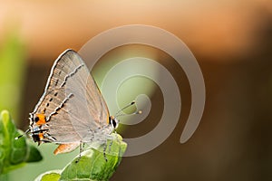 Gray Hairstreak Butterfly