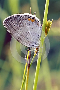 Gray Hairstreak Butterfly