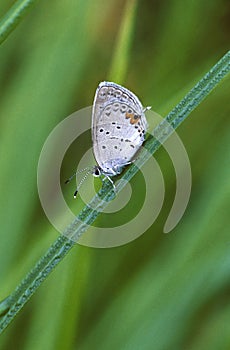 Gray Hairstreak Butterfly and dew
