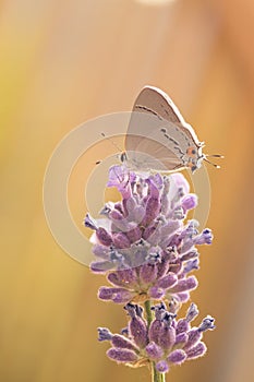 Gray Hairstreak Butterfly photo