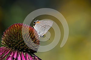 Gray hairstreak feeding on Echinacea flower.