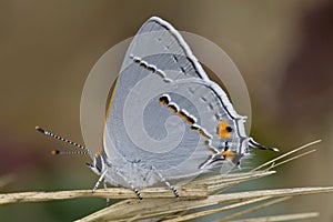 Gray Hairstreak, Strymon melinus