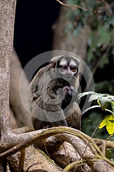 The gray-handed night monkey (Aotus griseimembra)