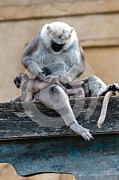 Gray or Hanuman Langur Mother with Child