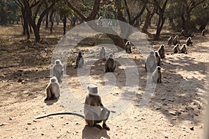 gray hanuman langurs. begging monkeyes. the beggers of sariska tiger reserve alwar district, rajasthan, India.