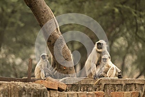 Gray or Hanuman langurs or indian langur or monkey mother with her baby at ranthambore national park or tiger reserve rajasthan