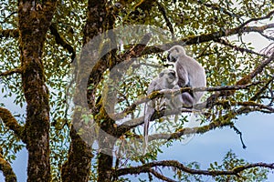 Gray or Hanuman langurs of the Indian Subcontinent