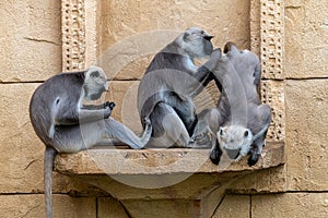 Gray or Hanuman Langurs
