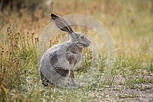 Gray Hare