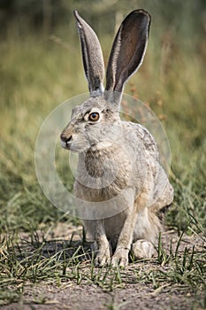 Grey Hare photo