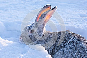 gray hare in the snow, snow bunny, outdoors.