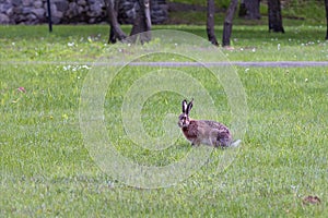 A gray hare walks along a grassy green summer field