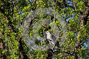 Gray Hawk, Buteo plagiatus (sometimes called Asturina nitida)