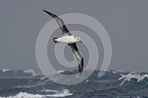 gray-headed albatross flying over the waves of the Atlantic storm