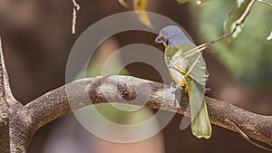 Gray-headed Bushshrike on Dry Branch