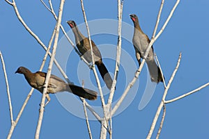 Gray-headed Chachalaca