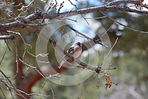 Gray Headed or Dark Eyed Junco (Junco hyemalis)