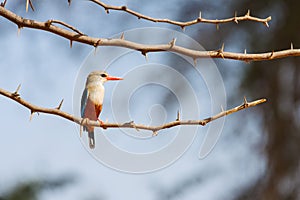 Gray-Headed Kingfisher, Sitting on thorny Acacia tree branch, Kenya, Africa