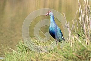 Gray Headed Swamphen (Porphyrio poliocephalus) on shore close up photo