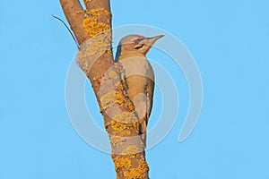 Gray headed woodpecker Picus canus on the tree