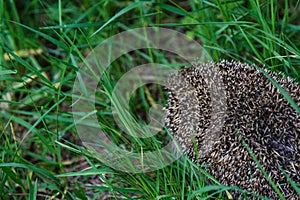 Gray Hedgehog runs in green grass  in the forest. Small European mammal with pretty face and with spiny hairs on its back.