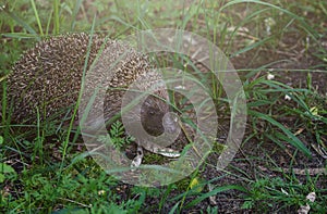 Gray Hedgehog runs in green grass  in the forest. Small European mammal with spiny hairs on its back. Hedgehog in motion.