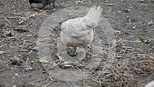 A gray hen walk and searches for food in a rural yard in the fall, and a white hen is pooping