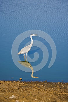 Gray Heron