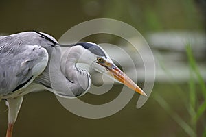 Gray Heron