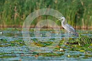 Gray heron