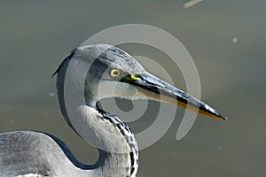 Gray heron