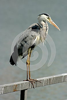 Gray heron