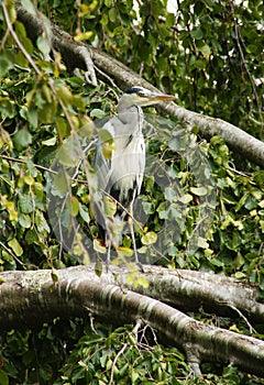 Gray Heron
