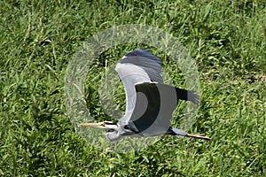Gray heron-2
