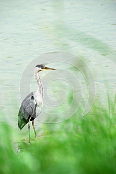 Gray heron