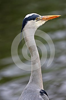 Gray Heron