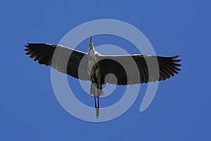Gray heron-3