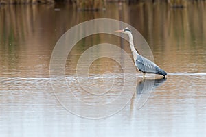 Gray heron