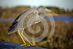 Gray heron