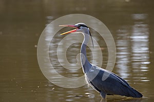 Gray heron