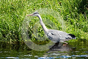 Gray Heron - Ardea cinerea