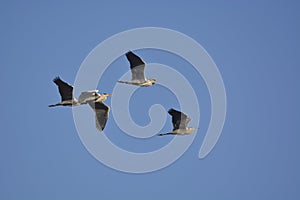 Gray Heron Ardea cinerea