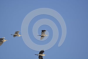 Gray Heron Ardea cinerea