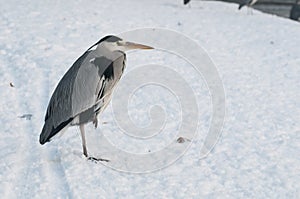 Gray heron, Ardea cinerea,