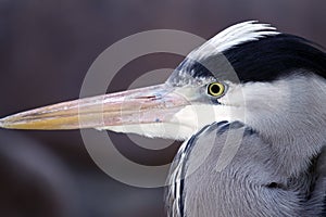 Gray Heron (Ardea Cinerea)