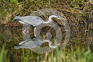 Gray Heron - Ardea cinerea