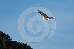 Gray Heron (Ardea cinerea) with blue sky background flying over the Beniarres reservoir