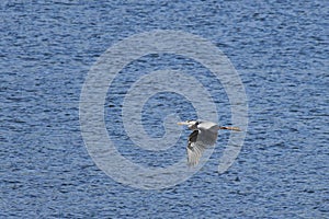 Gray Heron (Ardea cinerea) changing direction during flight over the BeniarrÃ©s swamp photo